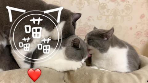 喵喵猫猫电影免费观看